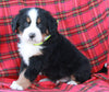 AKC Registered Bernese Mountain Dog For Sale Sugarcreek OH Male-Arlo