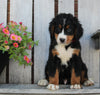 AKC Registered Bernese Mountain Dog For Sale Sugarcreek OH Male -Conner