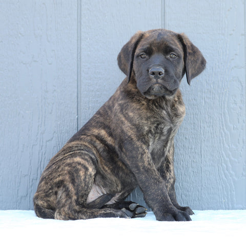 English Mastiff For Sale Fredericksburg, OH Male- Lenny