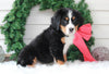AKC Registered Bernese Mountain Dog For Sale Sugarcreek, OH Female- Angel