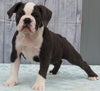 OIEBA Registered Olde English Bulldog For Sale Adamsville, OH Female- Charlene