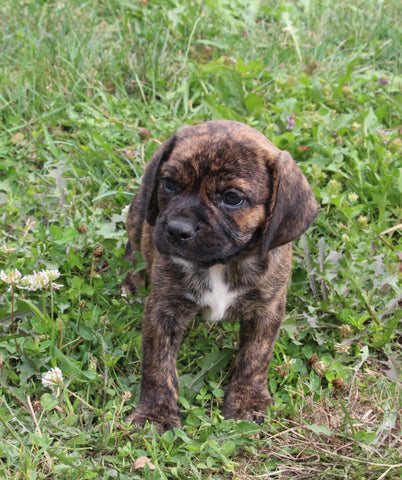 Puggle For Sale Sugarcreek OH Female-Rosie