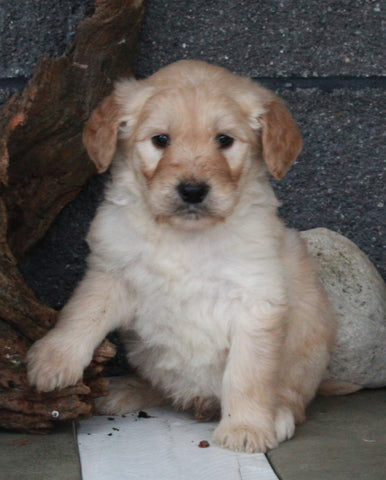 Standard Goldendoodle For Sale Fresno OH Male-King