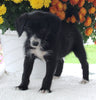 Poodle Mix For Sale Baltic OH Female-Hailey