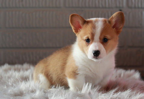 ACA Registered Pembroke Welsh Corgi For Sale Millersburg, OH Male- Teddy