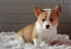 ACA Registered Pembroke Welsh Corgi For Sale Millersburg, OH Male- Teddy