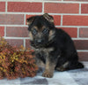 AKC Registered German Shepherd For sale Millersburg OH Male-Rusty
