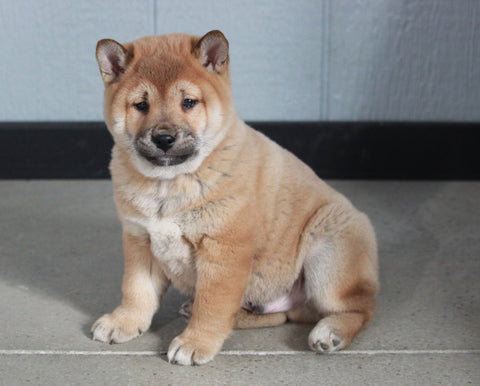 AKC Registered Shiba Inu For Sale Millersburg, OH Male- Bobby