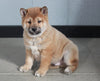 AKC Registered Shiba Inu For Sale Millersburg, OH Male- Bobby