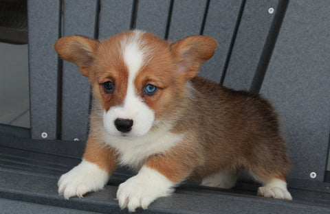 AKC Registered Pembroke Welsh Corgi For Sale Millersburg, OH Female- Betty