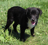 Lab Mix Puppy For Sale Sugarcreek OH Male-Barkley