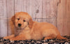 AKC Registered Golden Retriever For Sale Fredericksburg, OH Female- Molly