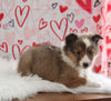 ACA Registered Shetland Sheepdog For Sale Baltic OH Male-Adam