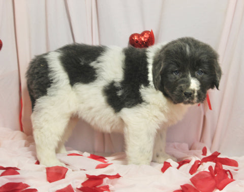 AKC Registered Newfoundland For Sale Millersburg OH Female-Bella
