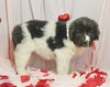 AKC Registered Newfoundland For Sale Millersburg OH Female-Bella