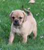 Puggle For Sale Sugarcreek OH Male-Rex