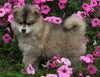 Pomsky For Sale Holmesville OH Female-Lara