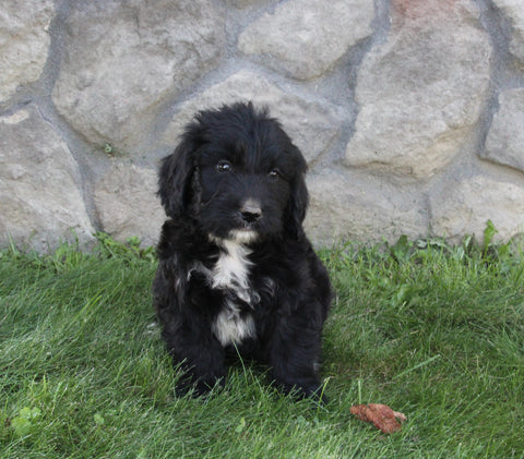 Golden Mountain Doodle For Sale Millersburg OH Male-Banjo