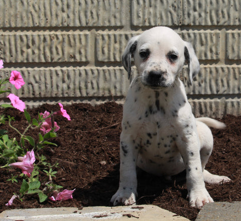 AKC Registered Dalmatian For Sale Holmesville OH Male-Chip