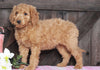 Medium F1BB Goldendoodle For Sale Millersburg, OH Female- Angie