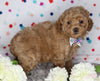 Cockapoo For Sale Sugarcreek OH Female-Rosey