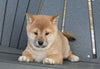 AKC Registered Shiba Inu For Sale Millersburg OH Female-Alice