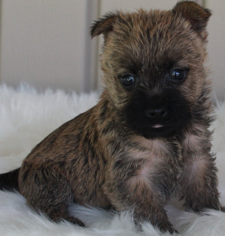 AKC Registered Cairn Terrier For Sale Millersburg OH -Female Mai