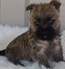 AKC Registered Cairn Terrier For Sale Millersburg OH -Female Mai