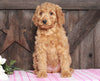 Medium F1BB Goldendoodle For Sale Millersburg, OH Female- Angie
