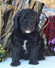 F1B Medium Labradoodle For Sale Millersburg OH Male-Fred SOLD