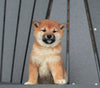 AKC Registered Shiba Inu For Sale Millersburg, OH Female- Sophia