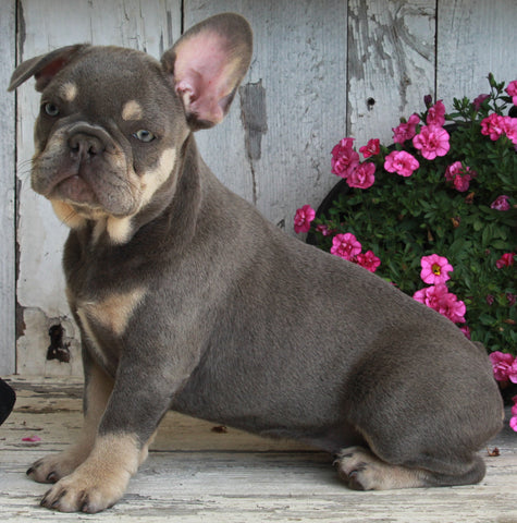 AKC Registered French Bulldog For Sale Millersburg OH -Female Hazel