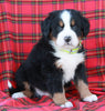 AKC Registered Bernese Mountain Dog For Sale Sugarcreek OH Male-Arlo