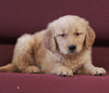 AKC Registered Golden Retriever For Sale Brinkaven OH Female-Riley