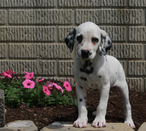AKC Registered Dalmatian For Sale Holmesville OH Female-Star