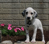AKC Registered Dalmatian For Sale Holmesville OH Female-Star