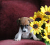 Jack Russell For Sale Fredericksburg OH Male-Rex