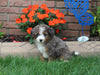Brenedoodle For Sale Millersburg OH Female-Bella