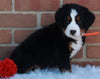 AKC Registered Bernese Mountain Dog For Sugarcreek OH Female -Ivy