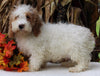 F1BB Mini Labradoodle For Sale Millersburg OH Male-Elliot