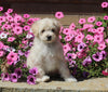 Maltipoo For Sale Dalton OH Male-Riley