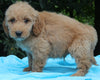 Mini Goldendoodle For Sale Millersburg OH Male-Pete
