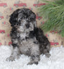 F1B Cavapoo For Sale Sugarcreek OH Male-Miles