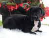 AKC Registered Great Dane Apple Creek OH Female-Juliet