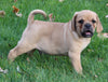 Puggle For Sale Sugarcreek OH Male-Rex