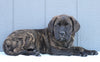 English Mastiff For Sale Fredericksburg, OH Male- Lenny