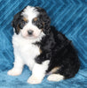Mini Bernedoodle For Sale Dundee OH Male-Sparky