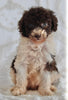 AKC Registered Standard Poodle For Sale Sugarcreek OH Female-Tara