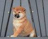 AKC Registered Shiba Inu For Sale Millersburg, OH Female- Sophia