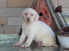 AKC Registered Labrador Retriever For Sale Sugarcreek, OH Male- Duke